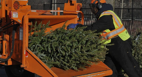 Москвичи снова смогут сдать новогодние елки на утилизацию